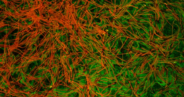 Biofilm formation of Tolypotrix sp. (red) and P. taiwanensis (green)
(© Mahir Bozan / UFZ)